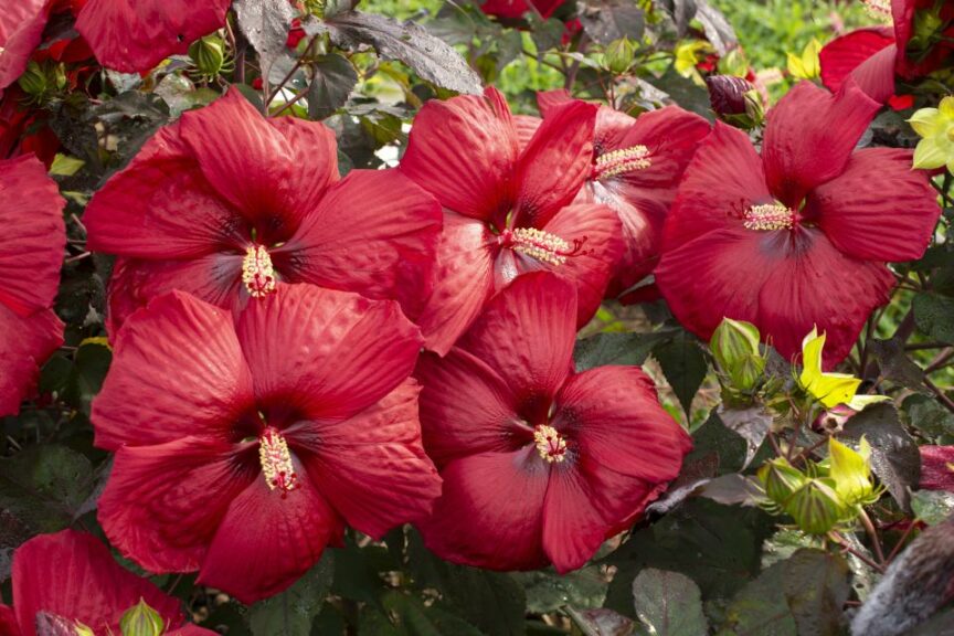 Hibiscus ‘Head Over Heels Desire’ (Star Roses and Plants)