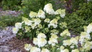 How to Embrace Your Leadership Role as Chief Change Agent