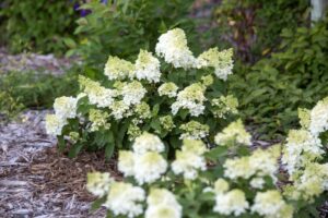 Hydrangea paniculata ‘First Editions Little Hottie’ (Bailey First Editions Shrubs & Trees)
