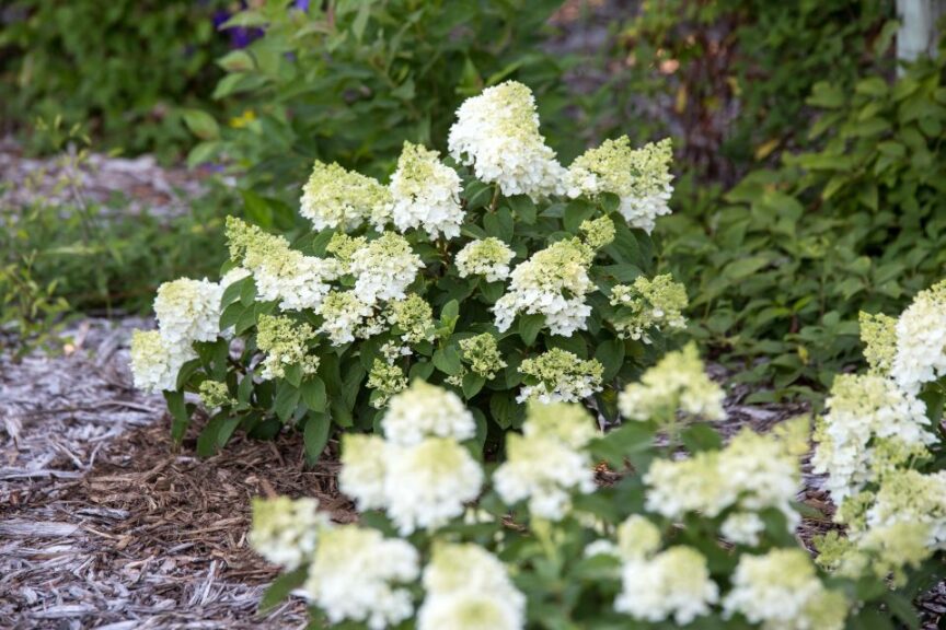 Hydrangea paniculata ‘First Editions Little Hottie’ (Bailey First Editions Shrubs & Trees)