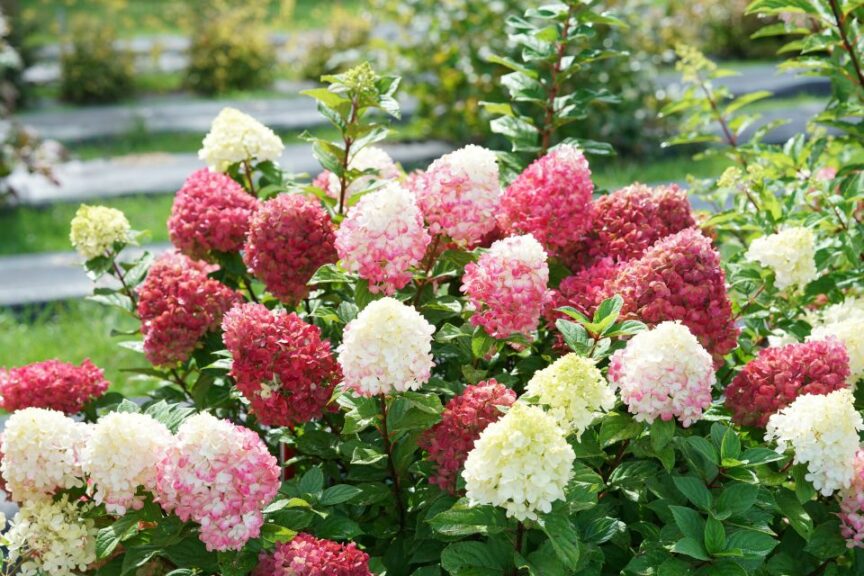 Hydrangea paniculata ‘Little Lime Punch’ (Spring Meadow Nursery/Proven Winners ColorChoice Shrubs)