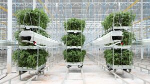 Mastronardi Produce Acquires Intergrow’s New York Greenhouse Facilities