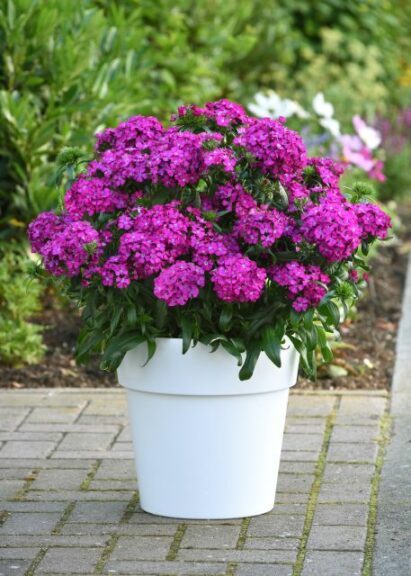 Interspecific Dianthus ‘Jolt Purple’ (PanAmerican Seed)