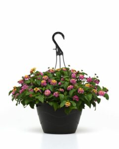 Lantana ‘Shamrock’ (Ball FloraPlant)