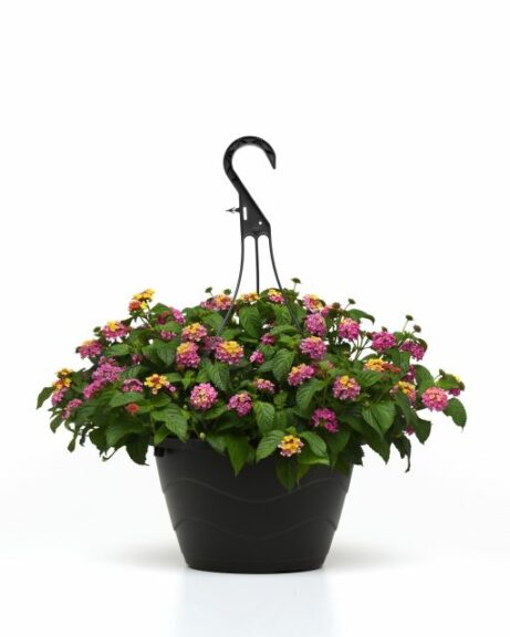 Lantana ‘Shamrock’ (Ball FloraPlant)
