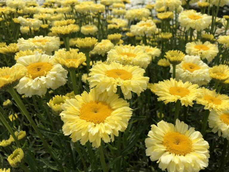 Leucanthemum ‘Real Goldcup’ (Plant Development Services, Inc./Southern Living Plant Collection/Sunset Plant Collection)