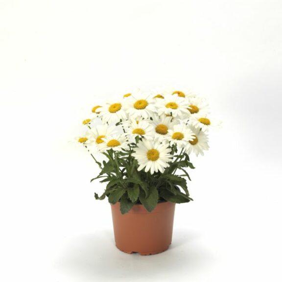 Leucanthemum ‘White Lion’ (Kieft Seed)