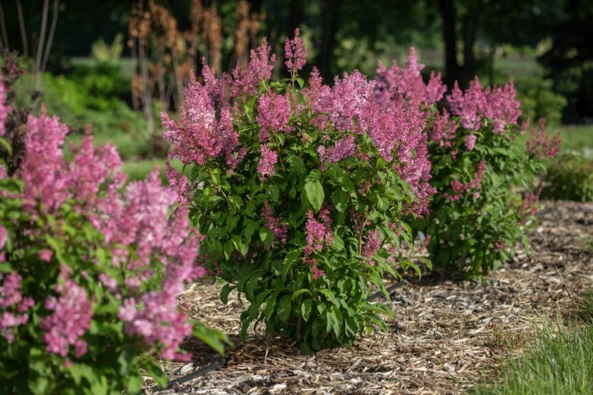 Lilac ‘First Editions Pinktini’ (Bailey First Editions Shrubs & Trees)