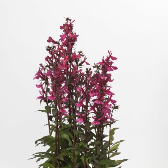 Lobelia ‘Starship Rose’ (Kieft Seed)