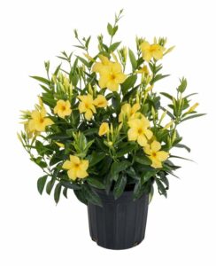 Mandevilla ‘Sun Parasol Sunbeam’ (Suntory Flowers)