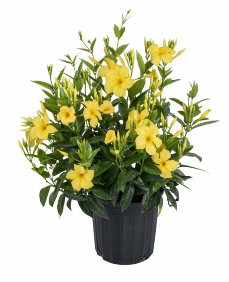 Mandevilla ‘Sun Parasol Sunbeam’ (Suntory Flowers)