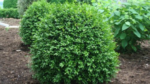 Why the Next Farm Bill Matters to the Horticulture Industry