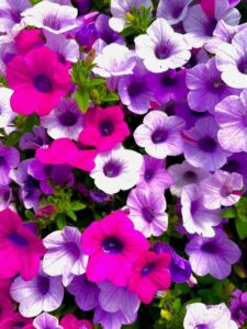 Petunia ‘Blanket Silver Surprise’ (Green Fuse Botanicals)