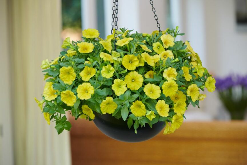 Petunia ‘Capella Hello Yellow’ (Danziger)