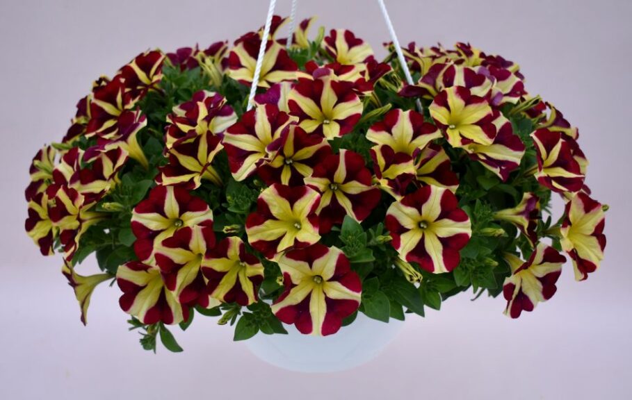 Petunia ‘Red Wheel’ (Kientzler North America)