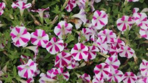 Suntory Flowers, Dewar Nurseries Fund New AFE Scholarships