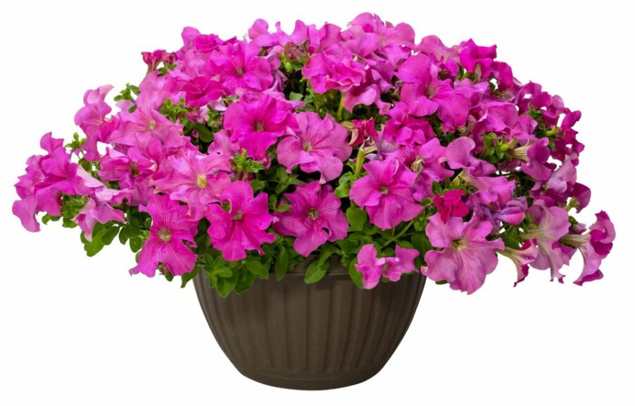 Petunia ‘Surfinia XXL Taffy Pink’ (Suntory Flowers)