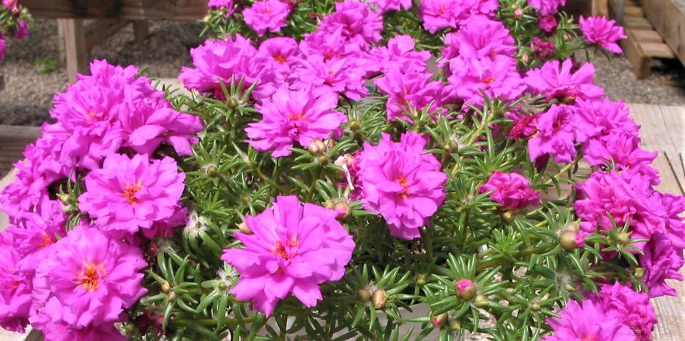 Portulaca ‘24/7 Fuschia’ (Green Fuse Botanicals)