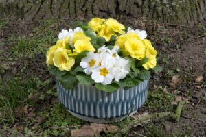 Primula acaulis Paradiso Series (Schoneveld)