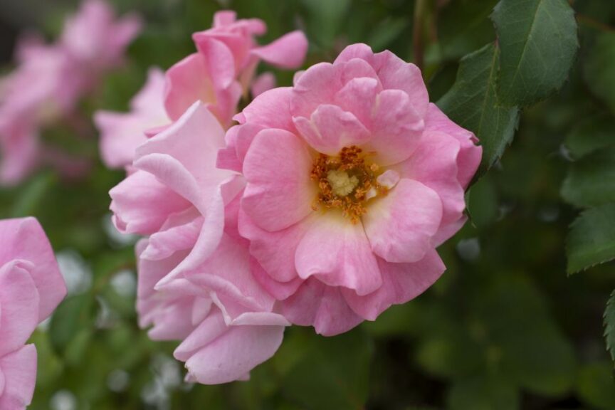Rosa ‘Blushing Drift’ (Star Roses and Plants)