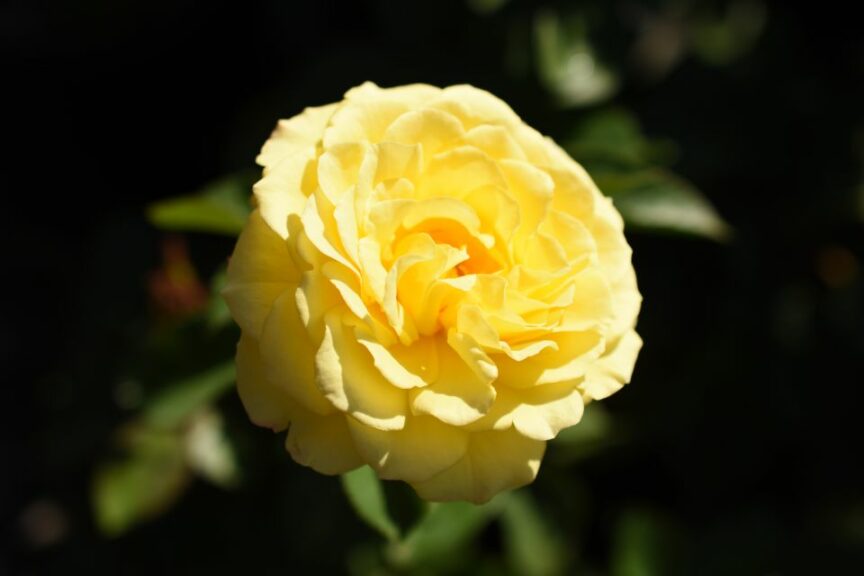 Rosa ‘True Bloom True Friendship’ (Altman Plants)