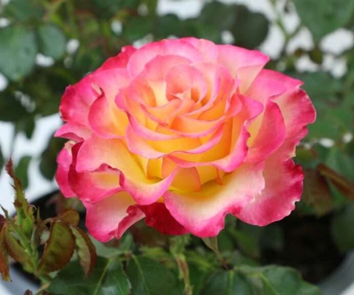 Rose ‘True Bloom True Sincerity’ (Altman Plants)