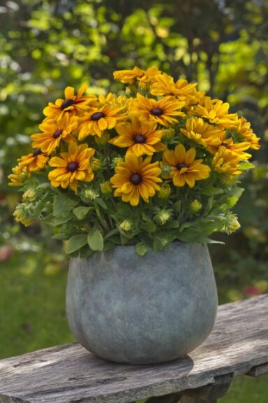 Rudbeckia Sunbeckia Series (Flamingo Holland)