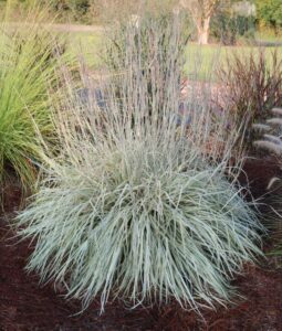 Schizachyrium scoparium ‘Shining Star’ (Emerald Coast Growers)