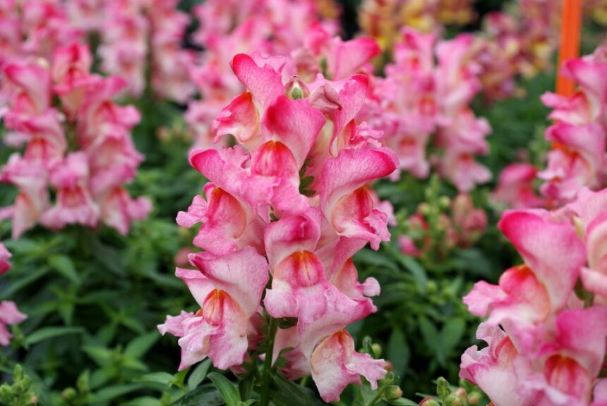 Snapdragon ‘Snappy Rose Flame’ (Hem Genetics)