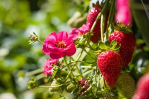 Strawberry Hybrid ‘Summer Breeze Cherry Blossom’ (ABZ Seeds)