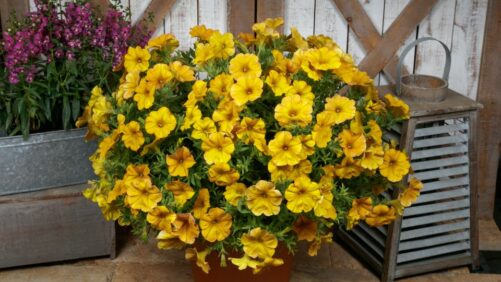 Petunias: You’ve Come a Long Way, Baby!