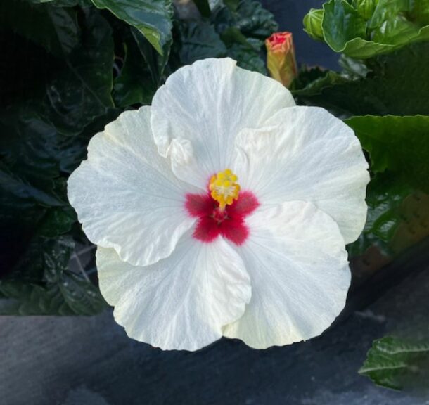 Tradewinds Hibiscus ‘White Treasure Wind’ (Aris Horticulture)