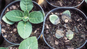 Rotating Ornamental Fungicide Premixes for Fun and Profit