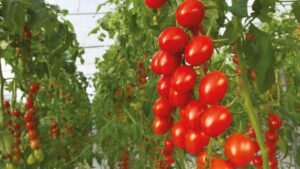 Bayer Launches Organic Greenhouse Vegetable Seed Pipeline