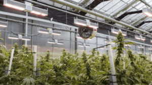 Four Trends That Will Shape the Greenhouse Cannabis Market in the Next Year