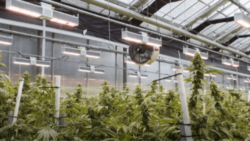 Four Trends That Will Shape the Greenhouse Cannabis Market in the Next Year