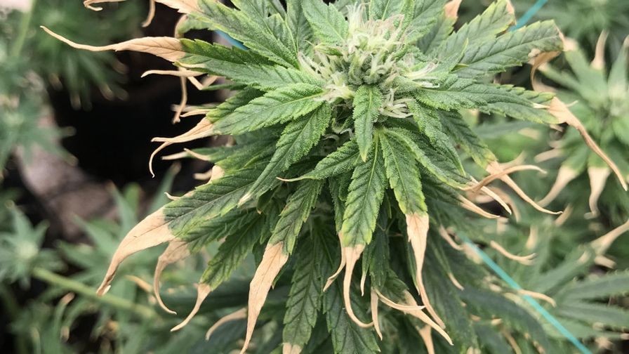 A Physiological Approach Cannabis Plant - Grower