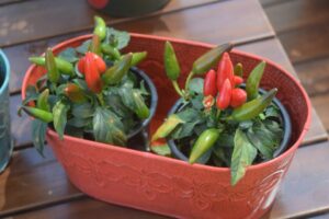 Capsicum 'Kitchen Minis Pepito' (PanAmerican Seed)