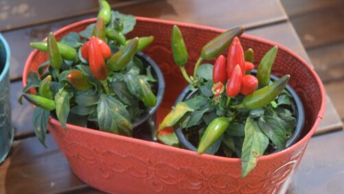 Veggies Can Bring the Wow Experience to Potential Gardeners