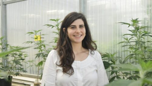 Connecticut Researchers Target Pythium Management in Cannabis