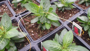 Tips on Preventing the Spread of Dodder in Your Plants