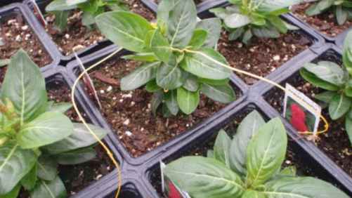 A Quick Pre-Spring Greenhouse Checklist