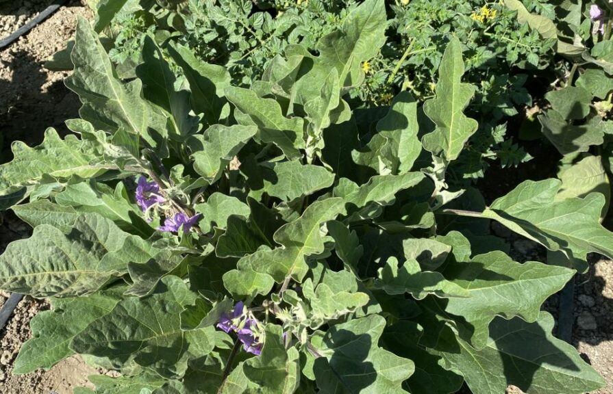 Eggplant 'Gretel' (PanAmerican Seed)