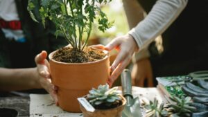 Eight Trends That Will Define the Gardening Industry in 2022