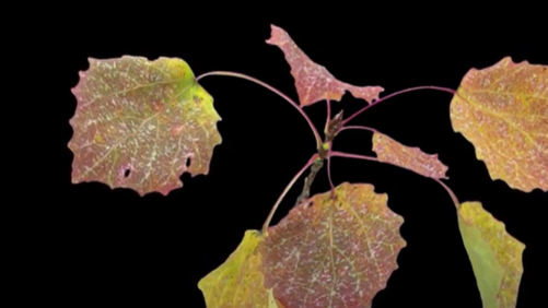 How Plants Really Respond to Heat Stress