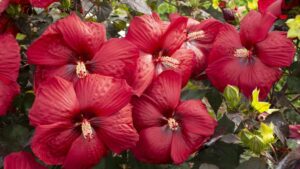 Plant Supply Update: Shrub and Tree Stocks Expected to Remain Tight for the Foreseeable Future