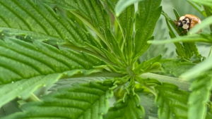 Integrated Pest Management Tips for Cannabis