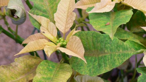 Approaching the Finish Line for Poinsettia Production