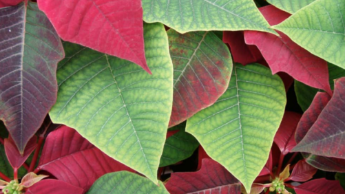 Monitoring Magnesium Deficiency in Poinsettias