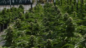 Cannabis Companies Join Forces to Shape Market’s Future